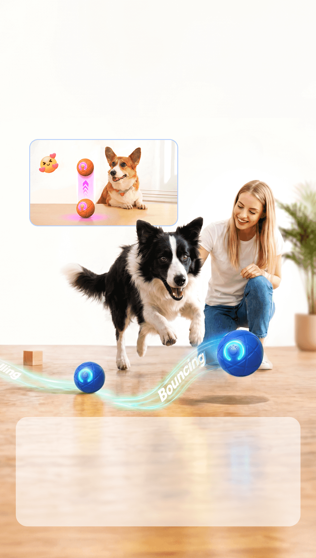 Dog chasing the smart ball indoors
