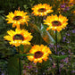🌻Sunflower Solar Garden Stake Led Lights
